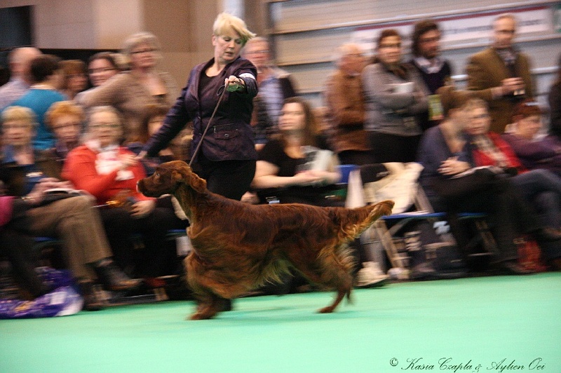 Crufts2011 826.jpg